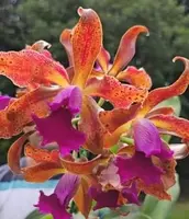 Cattleya Issy — BS / Nonblooming