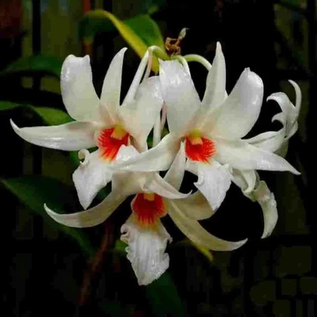 Dendrobium christyanum sp (Dendrobium)
