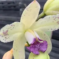 Cattleya amethystoglossa var. coerulea x self 1.7"