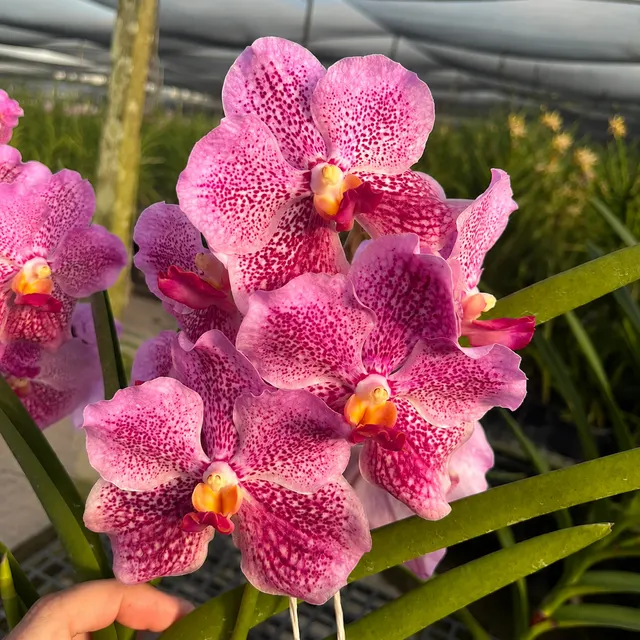 Papilionanda Freddy Boey (Papilionanda)