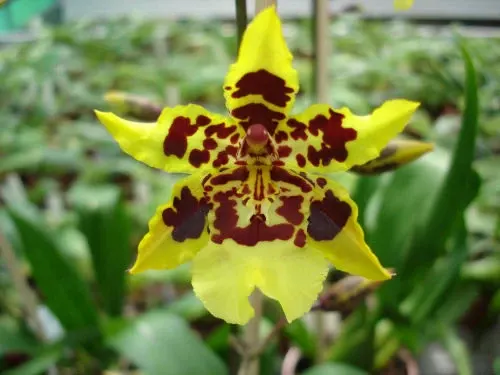 Colmanara WHITE LIP