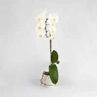 White Phalaenopsis Orchid (1 Stalk)