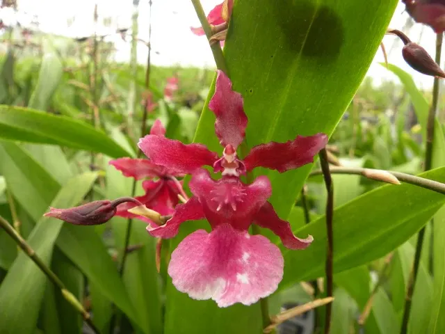 Oncidium Heaven Scent 4in 'Sweet Baby'