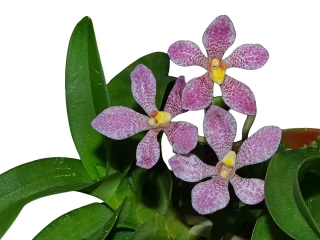 Sarcochilus fitzgeraldii 'Ecuagenera' (Sarcochilus)