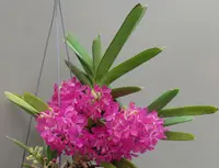 Ascocentrum ampullaceaum