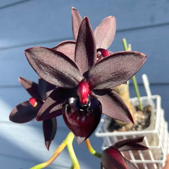 Cycnodes Taiwan Black Pearl - Flori Negre Parfumate