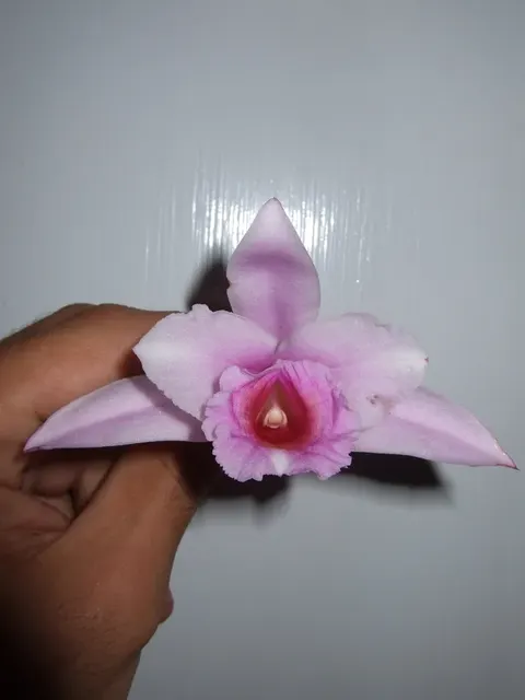 Sobralia Panamensis