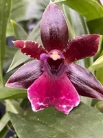 Propetalum (Pptm.) La Jolla Delight 'Hilo Orchid Farm' AM/AOS, BS
