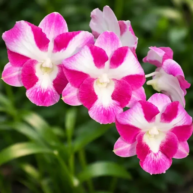 Dendrobium Dragon Smile (Dendrobium)