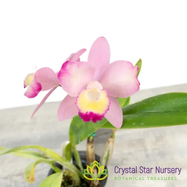 Cattleya Cherry Bee 'Happy Field' (Cattleya)