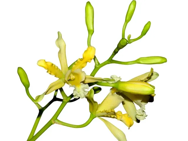 Myrmecophila thomsoniana aurea (Myrmecophila)