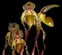 Paphiopedilum Michael Koopowitz (philippinense fma laevigatum x sanderianum) 6024