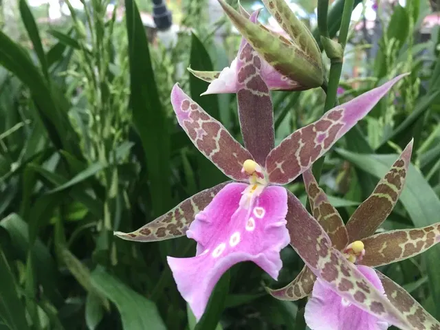 Miltoniopsis Lavender Kiss 'Lavender Taffy'