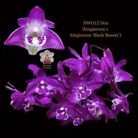 Dendrobium Orchid Species.NWO12 Den (kingianum x kingianum 'Black Beauty')