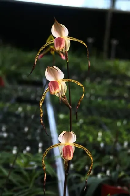 Paphiopedilum stonei x stonei 'Prancer'