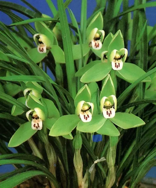 Cymbidium goeringii 'Long-Zi'