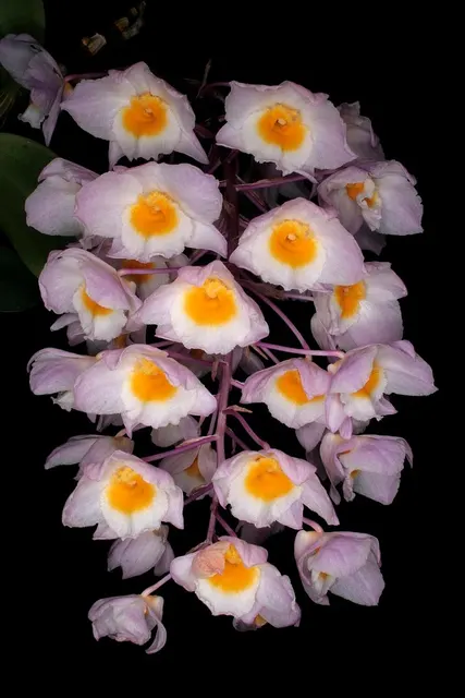Dendrobium amabile x sib (Dendrobium)