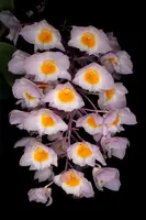 Dendrobium amabile x sib — Mounted