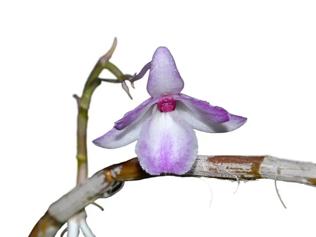 Dendrobium calicopis (Dendrobium)