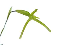 Maxillaria amplifoliata