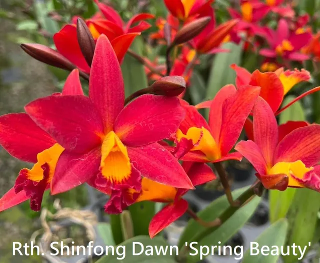 Rhyncattleanthe Shinfong Dawn 'Spring Beauty' (Rhyncattleanthe)
