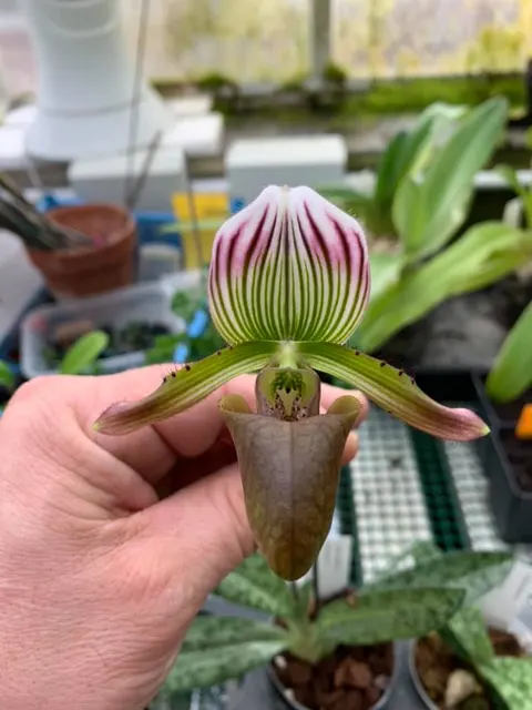 Paphiopedilum barbatum (Paphiopedilum)