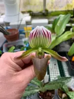 Paphiopedilum barbatum #1