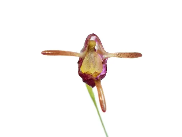 Porroglossum sororcula (Porroglossum)