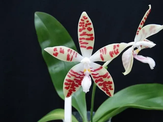 Phalaenopsis sumatrana x sib