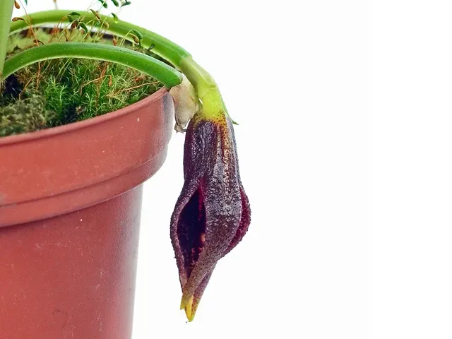 Masdevallia lintricula (Masdevallia)
