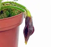 Masdevallia lintricula