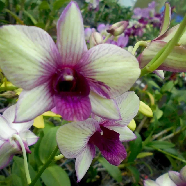Dendrobium Rynco Green Star Mutation