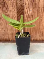 Angraecum sesquipedale