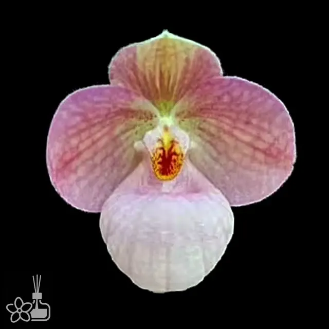 Paphiopedilum Lola Bird