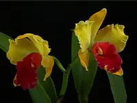 Cattleya, Grower's Choice colors vary from the picture