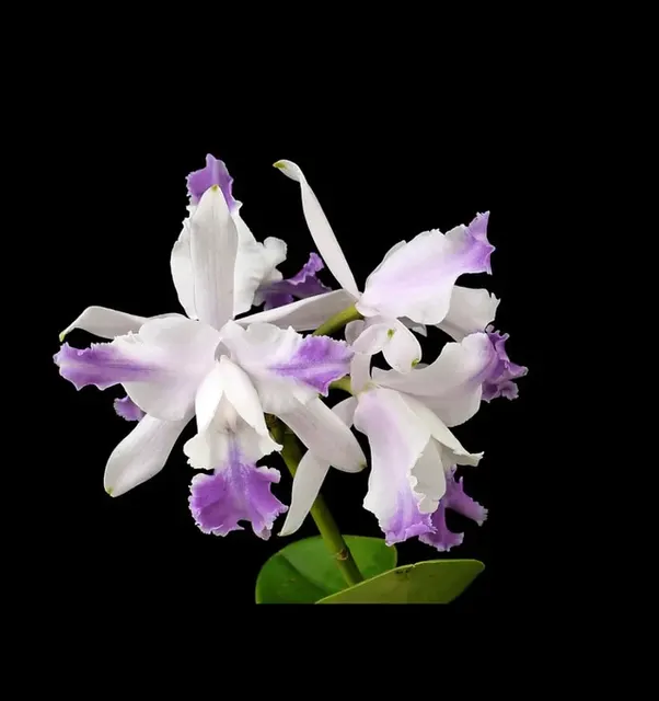 Cattleya intermedia var aquinii coerulea (Cattleya)