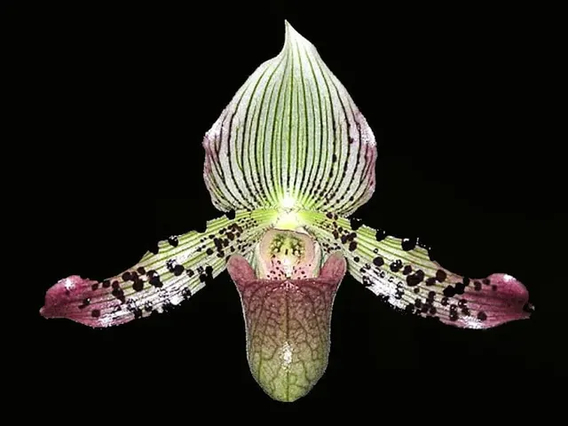 Paphiopedilum QF Ekolu