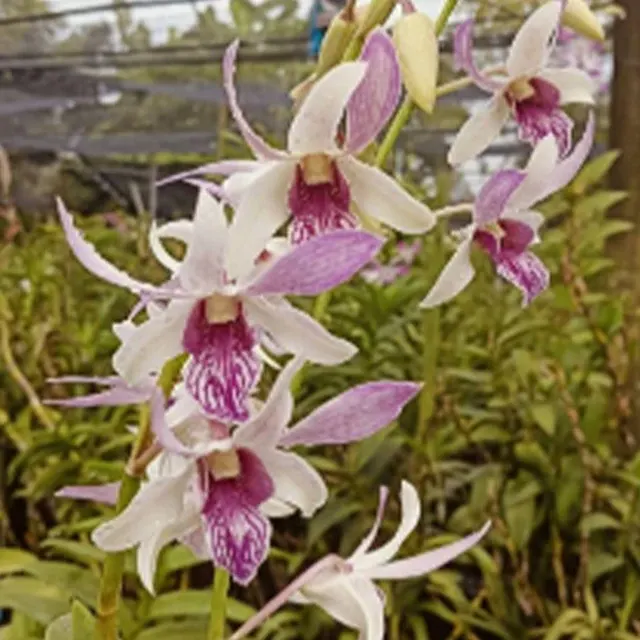 Dendrobium Rabbit White x lasianthera