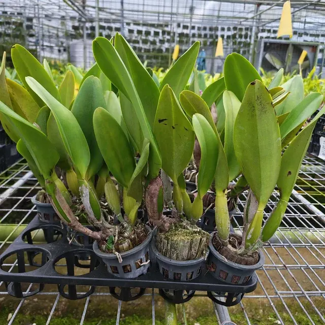 Rhyncholaeliocattleya Wangnamkeaw Pink