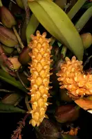 Bulbophyllum cupreum