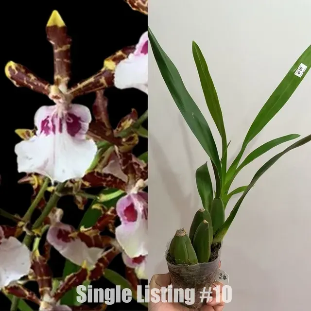 Odontocidium Wild Willie '貴女人'