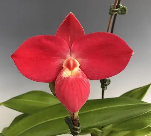 Phragmipedium Apollo (Phragmipedium)
