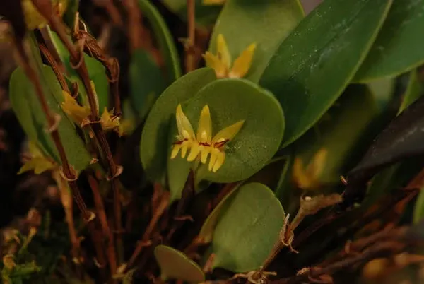 Trichosalpinx escobarii