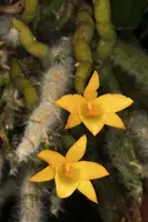 Dendrobium senile