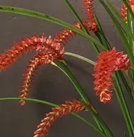 Dendrochilum Wenzelii