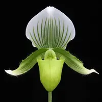 Paph. Alma Gaveart X Paph. Emerald - AM-AOS