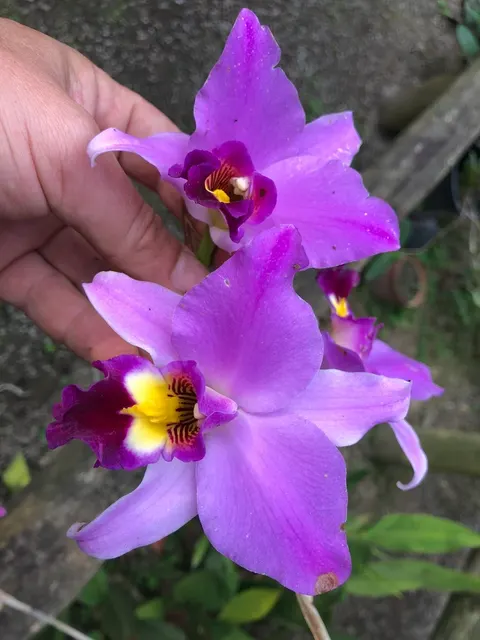 Laelia anceps 'Serval' (Laelia)