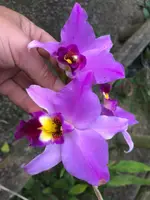 Laelia anceps 'Serval’