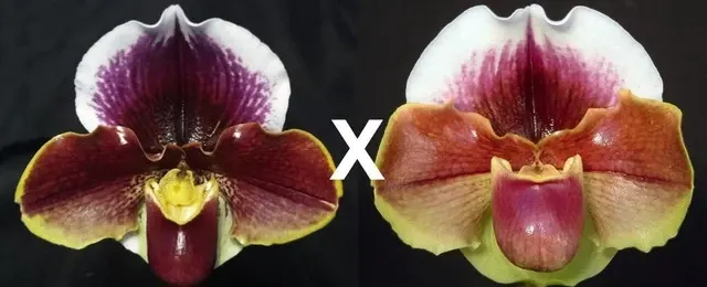 Paphiopedilum Wend Valley X Red Dominion 'Valentine' (Paphiopedilum)