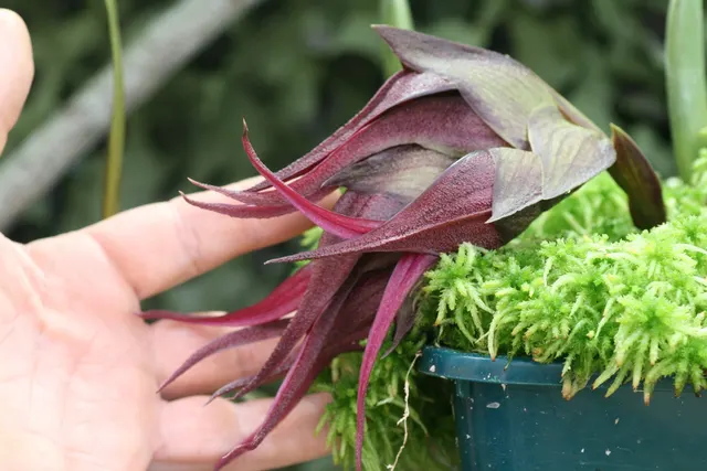 Bulbophyllum monstrabile